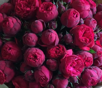 Пионы розы фото фотографии