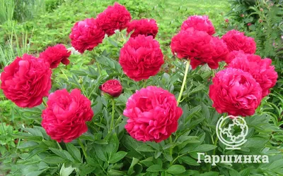 Пион Травянистый - «Мои любимые цветы. Кусты которым около полувека.  Советские сорта - гиганты. Как заставить пион цвести? » | отзывы