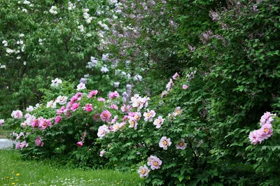 Пион Травянистый - «Пион это самый шикарный многолетний цветок. Посадите  несколько сортов пиона и все соседки обзавидуются красоте вашего участка.»  | отзывы