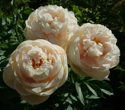 Пионы сорта Paeonia sarah bernhardt 55 см - Доставка цветов в Екатеринбурге