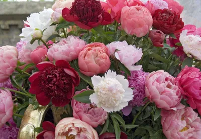 Интересные и необычные сорта пионов | Bare root peonies, Peonies, Peony root