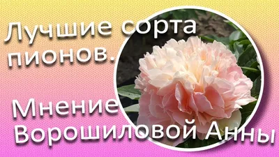 Коллекция пионов: как подобрать сорта для максимально длительного цветения  на Supersadovnik.ru | Пионы, Цветение, Сад