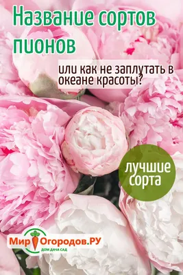 Только пионов у меня - больше 400 сортов, а всего растений - более 3 тысяч  видов»: минчанка превратила участок в 30 соток в настоящий ботанический сад  - KP.RU