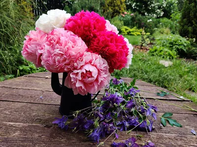 Пионы. Роскошные цветы для дома и сада — купить | Доставка по Европе
