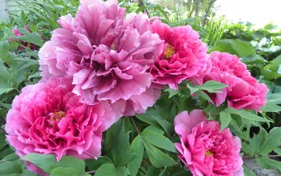 Цветы пионы - посадка и уход, сорта пионов | Статьи для садоводов