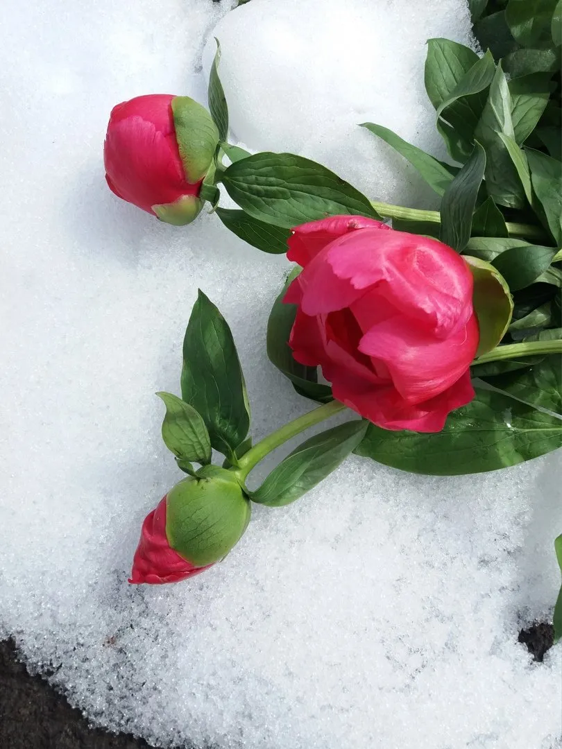 Пионы в снегу. Пионы зимой. Розы на снегу. Пионы под снегом. Цветы пиона на снегу 3. Пионы в снегу. Пионы зимой. Розы на снегу. Пионы под снегом.