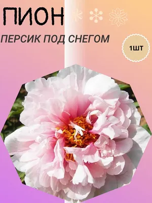 Видовые пионы в дизайне сада — использование, условия и уход. Фото —  Ботаничка