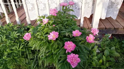 ПИОНЫ под СНЕГОМ Эти цветы... - Visit Japan - Посетите Японию | Facebook