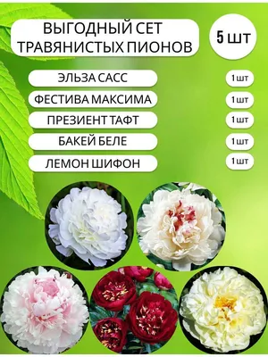 ПИОНЫ - КАЛЕНДАРЬ УХОДА
