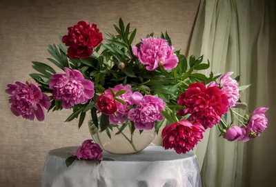 Пион молочноцветковый Фэн Чши Цзынь Ю / Весенний Снег (Paeonia Fen chi jin  yu) — Питомник Летний сад