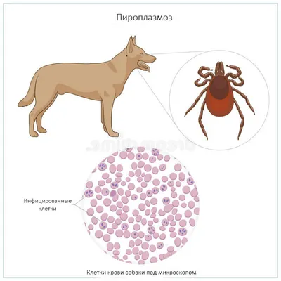 Пироплазмоз (бабезиоз) у собак: пути заражения, признаки, лечение, прогноз