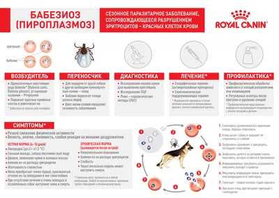 Специализированная ветеринарная клиника \"Зооспец\" - Я уже публиковала этот  пост в прошлом году, но информация полезна и сегодня. 🌞Наконец-то стаивает  последний снег🌞, а в клиниках уже 🚑регистрируются первые пострадавшие от  укусов клещей🕷🕷🕷 ‼