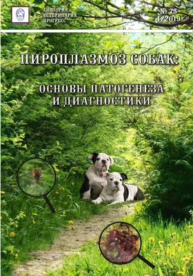 Пироплазмоз (Бабезиоз) у собак: описание болезни, симптомы, схема лечения и  осложнения