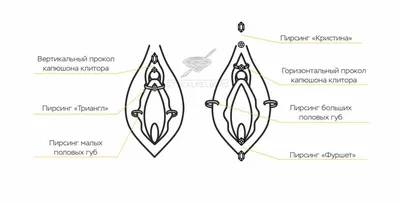 Генитальный пирсинг — это акт переосмысления своего тела как источника  удовольствия. Болезненность, время заживления и ощущения зависят от… |  Instagram