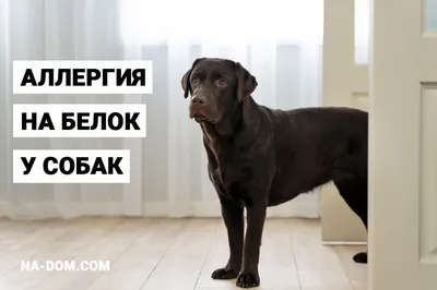 Что такое аллергия у собак и какая она бываетиииии