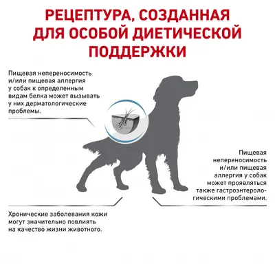 Пищевая аллергия у собак | SuperPetTV | Дзен