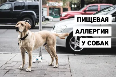 Корм для собак ROYAL CANIN Hypoallergenic HDS24 малых пород с пищевой  аллергией 3,5 кг