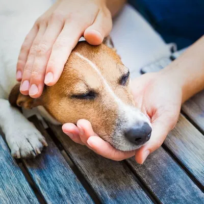 Сухой корм Royal Canin Hypoallergenic DR21 для собак при пищевой аллергии  или непереносимости - 2 кг - купить в Москве | КотМатрос
