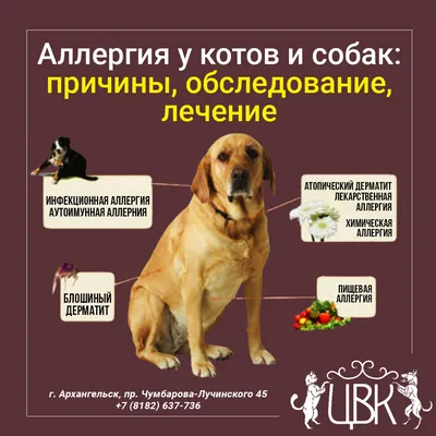 Корм для собак, Royal Canin Hypoallergenic DR21, с пищевой  аллергией/непереносимостью купить с доставкой в интернет-магазине  зоогастроном.ру