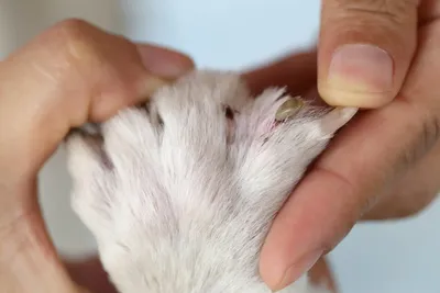 Аллергия на корм у собак - Veterinar-Dermatolog