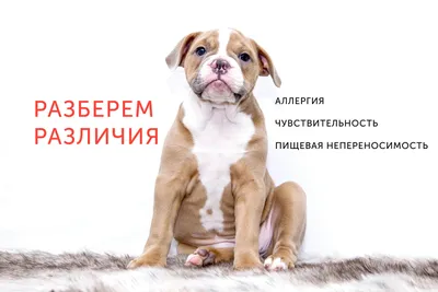 Аллергия у котов и собак: причины, обследование, лечение