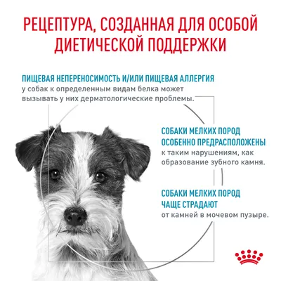 Пищевая аллергия и пищевая непереносимость у собак и кошек