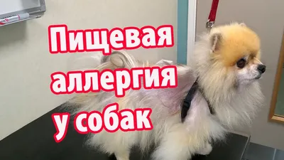 Пищевая аллергия у собак: симптомы и лечение
