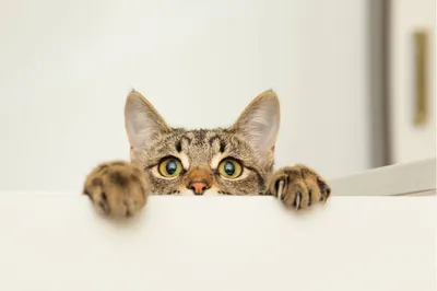Royal Canin Hypoallergenic 400 гр Корм для собак при пищевой  непереносимости и аллергии: продажа, цена в Алматы. Корма и лакомства для  домашних животных и птиц от \"Luckydog\" - 3540559