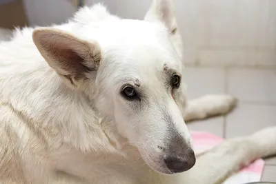 Для собак мелких пород, Royal Canin Hypoallergenic Small Dog HSD 24, с  пищевой аллергией/непереносимостью купить с доставкой в интернет-магазине  зоогастроном.ру