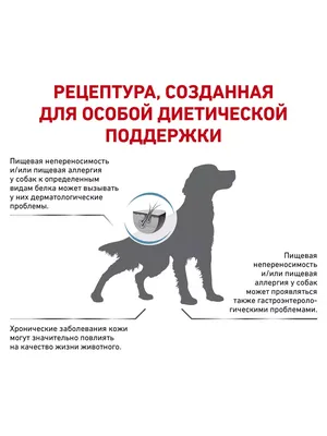 Пищевая аллергия у животных | АйбиВЕТ