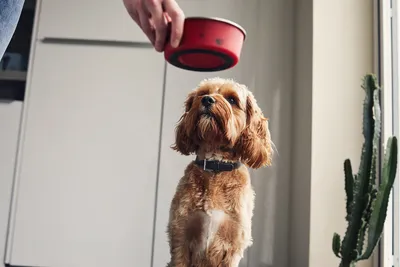 Консервы Royal Canin Hypoallergenic для собак при пищевой аллергии