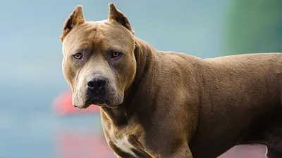 Бойцовские породы собак | Pitbull dog breed, Big dog breeds, Black pitbull