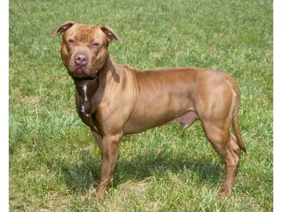 Pitbull, \"Brave Fighter\" kennel club, pitbull terrier pups for sale