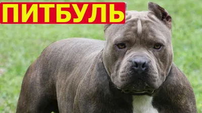 Питбуль Халк - как выглядит самая большая собака в мире - Pets