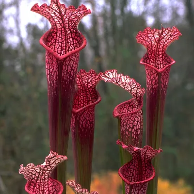 Carnivorous, Pitcher Plant - Campbell's Nursery