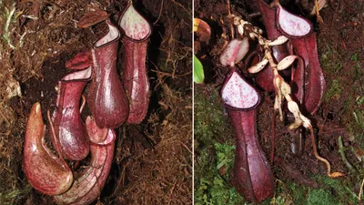 The Mountain Sweet Pitcher Plant — In Defense of Plants