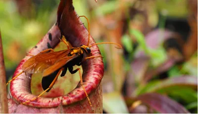 Hooded Pitcher Plant and Fire on the Prairie | Florida State Parks