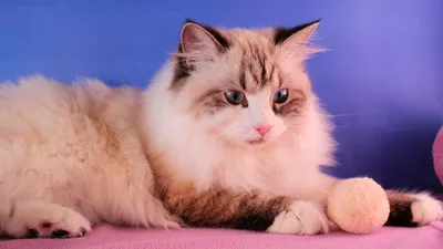 Фото Питерской маскарадной кошки: красота и грация