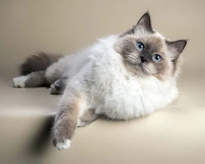 Уникальные фотографии Питерской маскарадной кошки