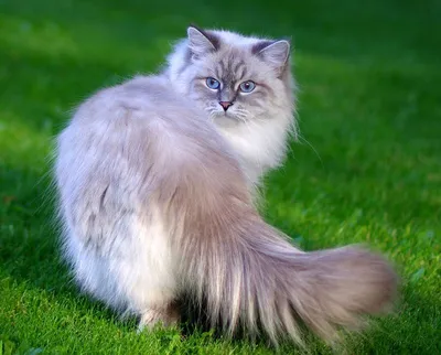 Питерская маскарадная кошка на фото – погружение в мир таинственности