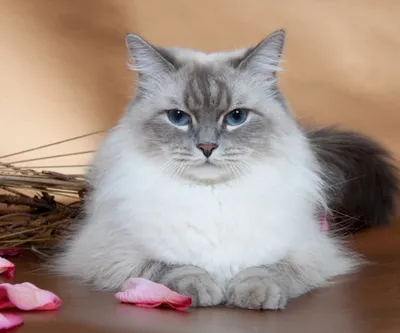 Фото Питерской маскарадной кошки – элегантность и изысканность