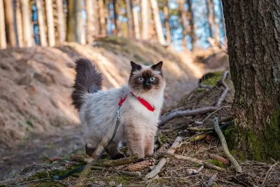 Питерская маскарадная кошка: волшебное фото
