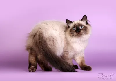 Питерская маскарадная кошка на фото: выбери свой формат