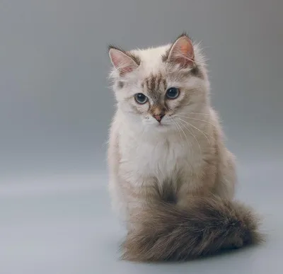 Питерская маскарадная кошка на фото: погружение в художественный мир