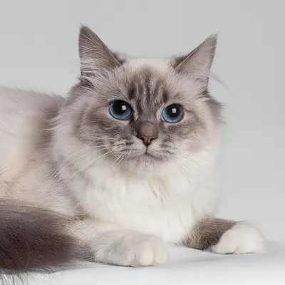 Фото Питерской маскарадной кошки для использования в качестве обоев