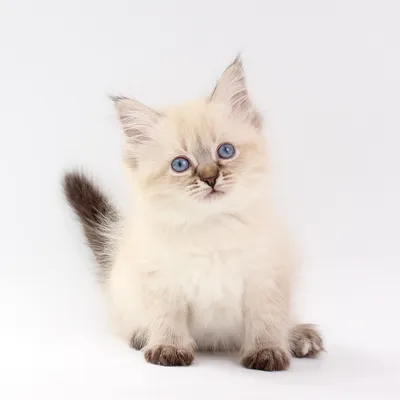Очаровательная Питерская маскарадная кошка на фото