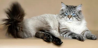 Великолепная Питерская маскарадная кошка