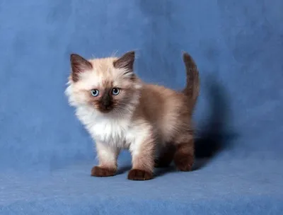 Фото Питерской маскарадной кошки – выбирай свой размер