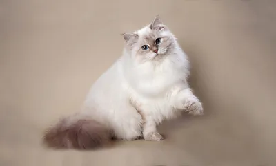 Удивительное фото Питерской маскарадной кошки: мягкость и изысканность