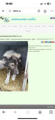 Иркутский питомник «К9» будет готовить собак для участия в военной  спецоперации на Украине - KP.RU